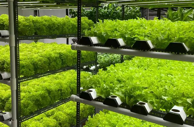 The annual vegetable production of commercial rooftop farms has reached over 200 metric tons