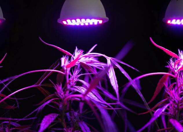 The advantages of LED plant growth lights in the 21st century