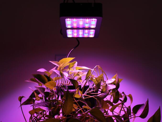 In recent years, many listed companies have deployed LED plant lighting