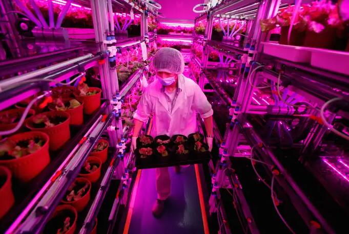 Panasonic's vegetable factory in China will triple its output