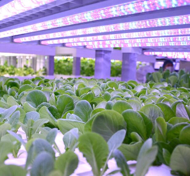 Zhongke Sanan LED Plant Factory