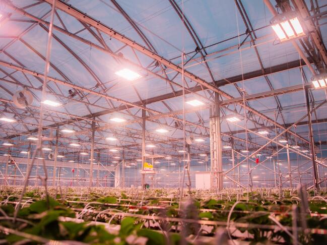 New American Horticultural Lighting Alliance established