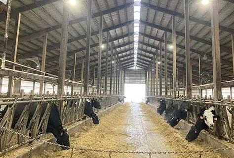 China-Romania Agricultural Cooperation Joint LED Smart Plant Factory