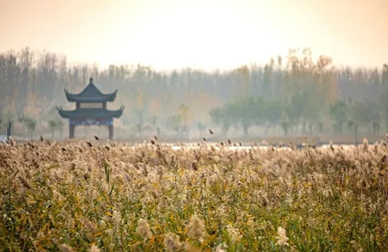 New Street Lights Installed on Two Roads in Dongping County, Tai'an, Shandong