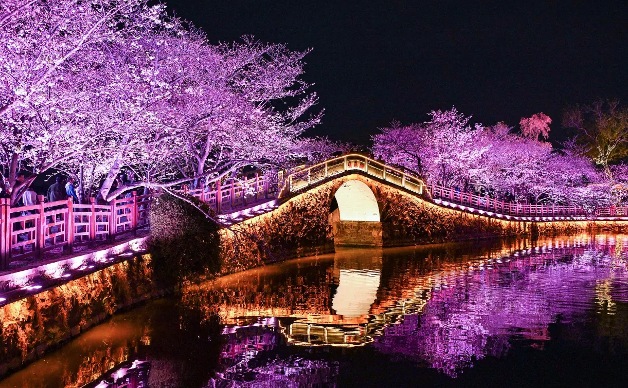 The cherry blossom nighttime lighting at Yuantouzhu Scenic Area in Wuxi, Jiangsu Province, has been upgraded