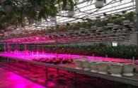 A Belgian farm will complete the installation of LED lamps this year
