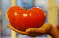 A Belgian fruit and vegetable company can produce specialty tomatoes all year round