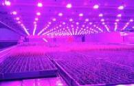 A vertical farm in Scotland reduces energy consumption by 50% with LED lighting