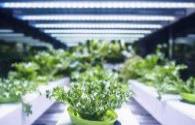 ASABE Publishes New Standard for Horticultural Lighting