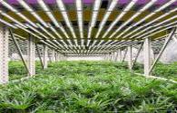American horticultural lighting manufacturer Fohse becomes a supplier of legal marijuana cultivation factories