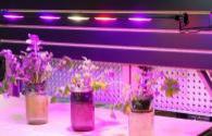Application of LED Grow Light