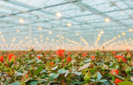 Application of LED fill light in facility horticulture and its effect on crop growth