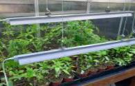 Application of LED supplementary light in vegetable seedling cultivation