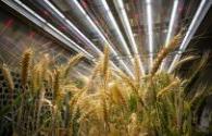 Australian scientists use LEDs to increase crop production