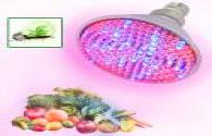 Australians arrested for growing marijuana in China, LED Grow Light high efficient light up