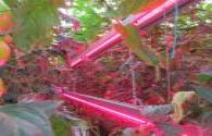 CSA publish standard LED Grow Lights