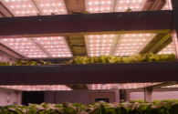 Canadian growers to adopt Heliospectra's spectrally controllable LED lighting solutions