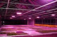 China LED grow lighting conditions difficult
