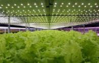 Chinese the first LED plant factory put into operation
