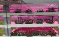 Chinese plant factories "light up" the way for capital