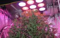 Cree Release Red led grow lighting