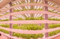 Delta LED Plant Farm helps Singapore's food supply