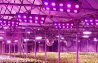 Demands of LED grow light is beginning to show rapid growth