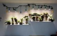 Design Suggestions for LED Plant Lighting