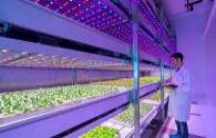 Dutch companies use LED lighting to grow vegetables and fruits 
