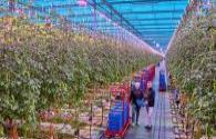 Dutch growers use LED auxiliary lighting to stimulate lily production growth