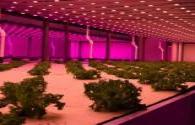 ENELTEC High Light Quantum Efficiency Plant Lighting LED