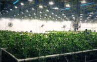 ENELTEC is optimistic about the LED plant lighting market
