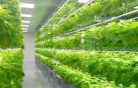 ENELTEC promotes the sustainable development of aquaculture lighting