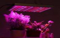 Effect of LED supplementary light on delaying aging of plants