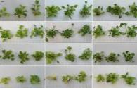 Effects of LED light quality on the growth and development of tissue culture seedlings