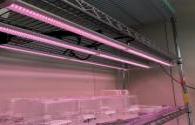 Effects of LED light quality on the growth and development of tissue culture seedlings