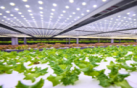Europe's largest vertical farm appeared