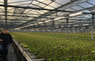 Fluence, a plant lighting company under Osram, wants to expand its EMEA business