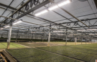 Fluence to trial its wide-spectrum LED horticulture lighting