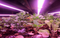 French company uses LED lamps to grow mushrooms and other vegetables