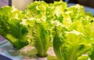 Full LED lighting system helps produce high-quality lettuce