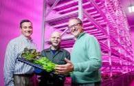GE provides LED horticultural lighting systems for large UK farms