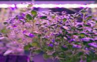 GE provides LED lighting for Europe's largest indoor farm