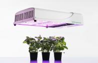 Germany released a new LED lighting plants