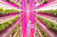 Google LED plant factory is getting healthier