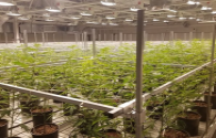 Grasp new opportunities for plant lighting and rapidly expand production capacity