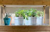Growing vegetables at home boosts the demand for plant lighting?