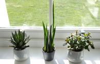 Inventronics actively participates in the development of North American plant lighting standards