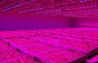 Japan gradually increase the number of LED plant factory