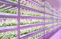 Japan vertical farm use Philips LED grow lighting